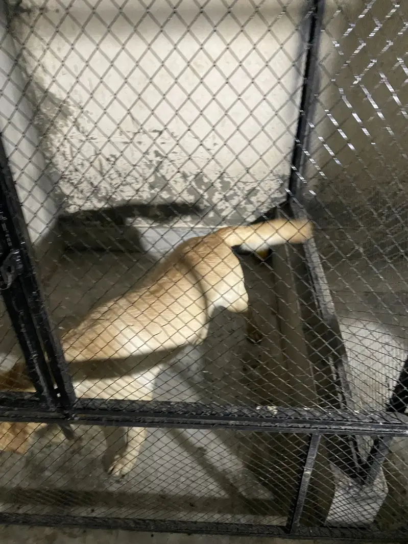 Labrador Female near heat — photo 7