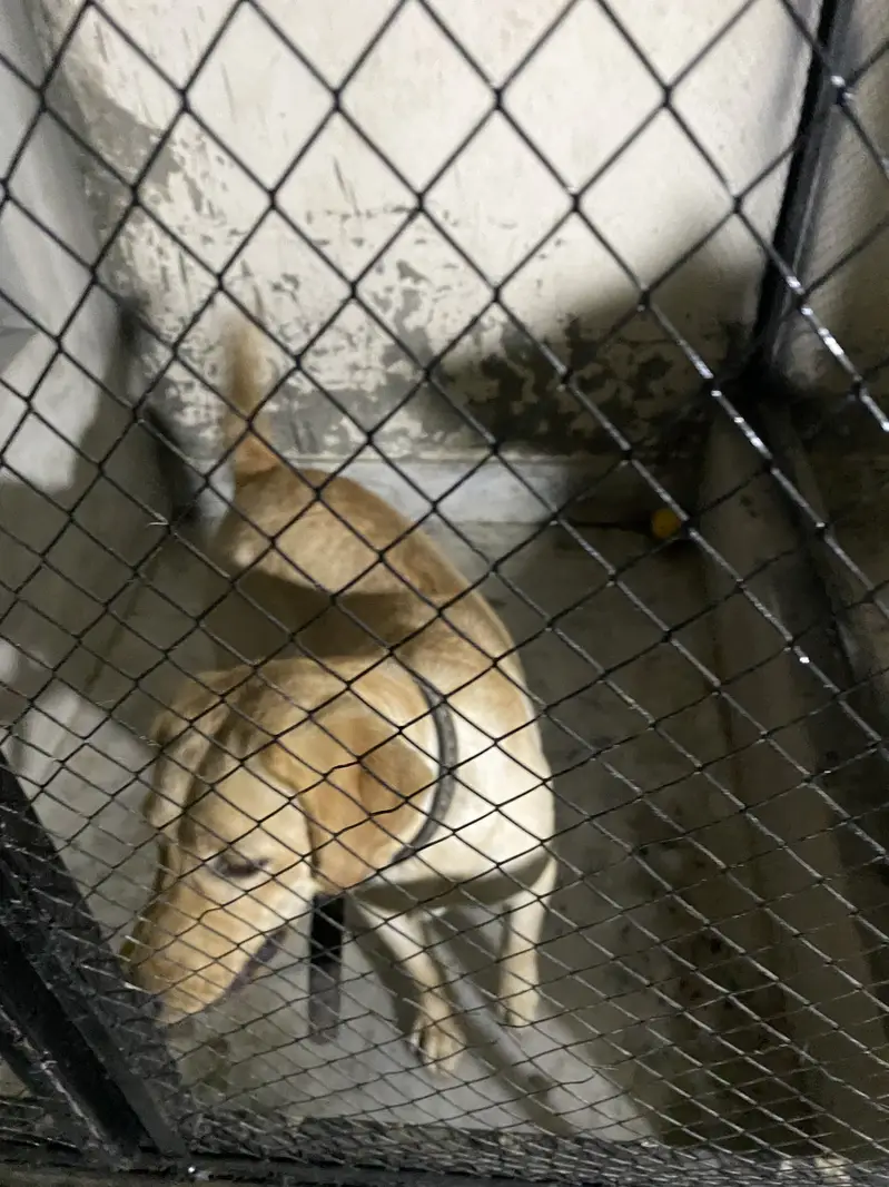Labrador Female near heat — photo 8