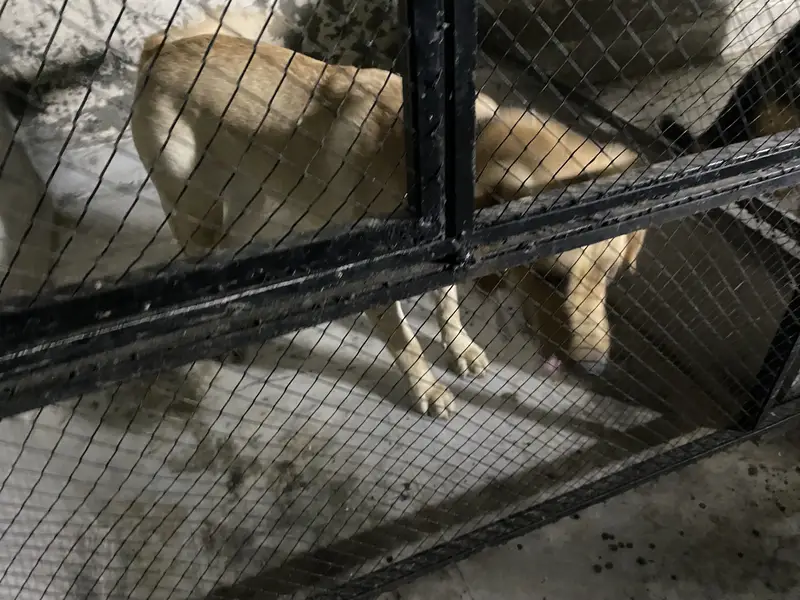 Labrador Female near heat — photo 9