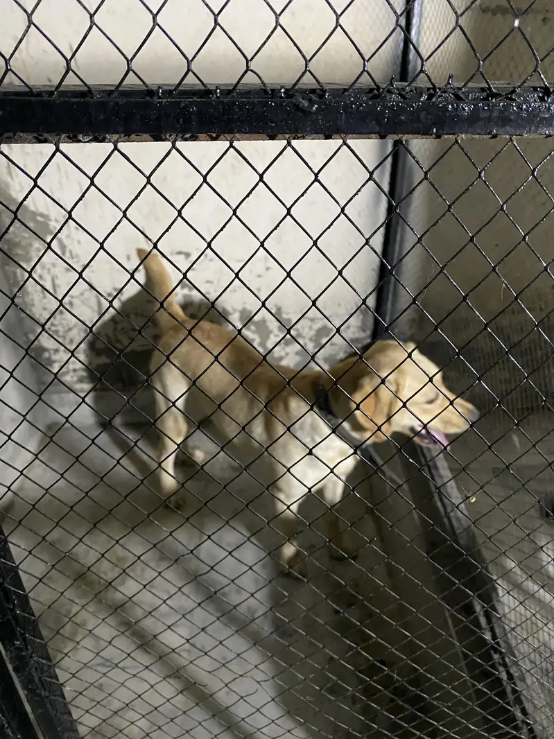 Labrador Female near heat — photo 10
