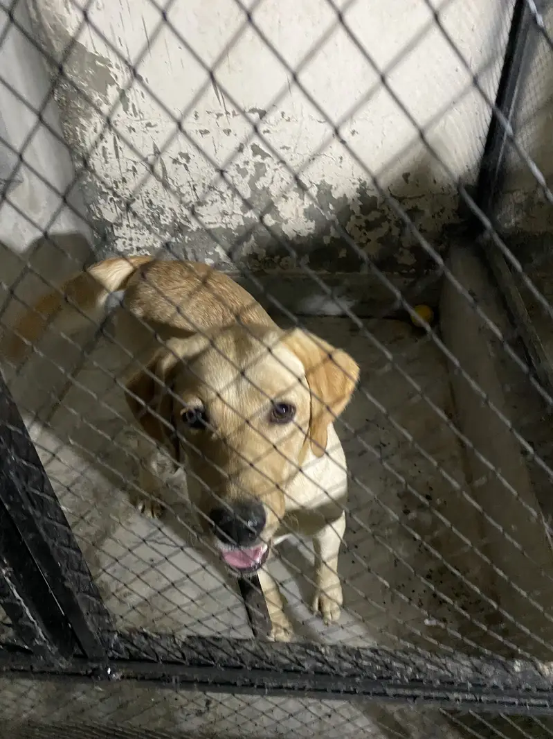 Labrador Female near heat — photo 11