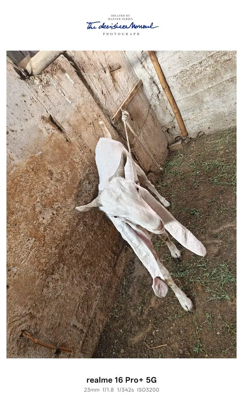3 Goats for Sale – Bakra, Gaban Bakri & Bakha | Healthy Desi Breed — photo 2