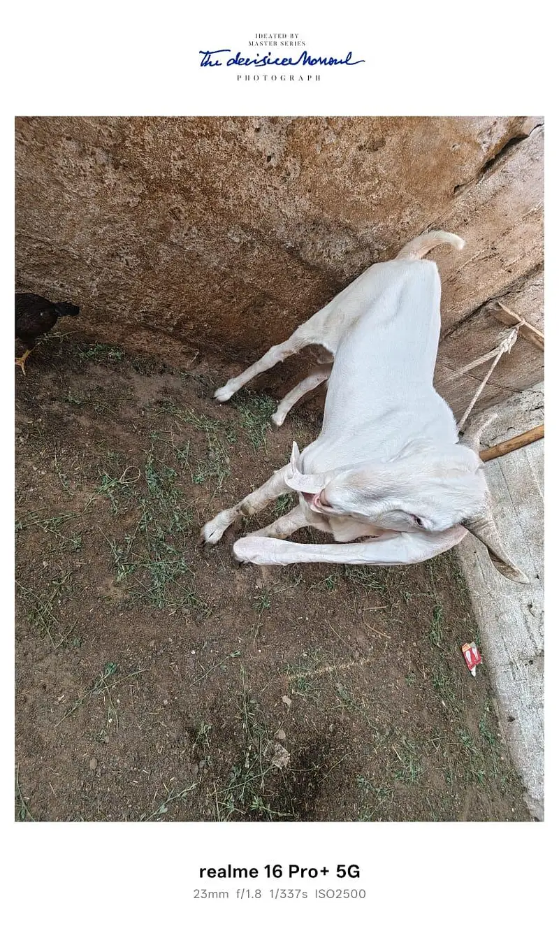 3 Goats for Sale – Bakra, Gaban Bakri & Bakha | Healthy Desi Breed — photo 3