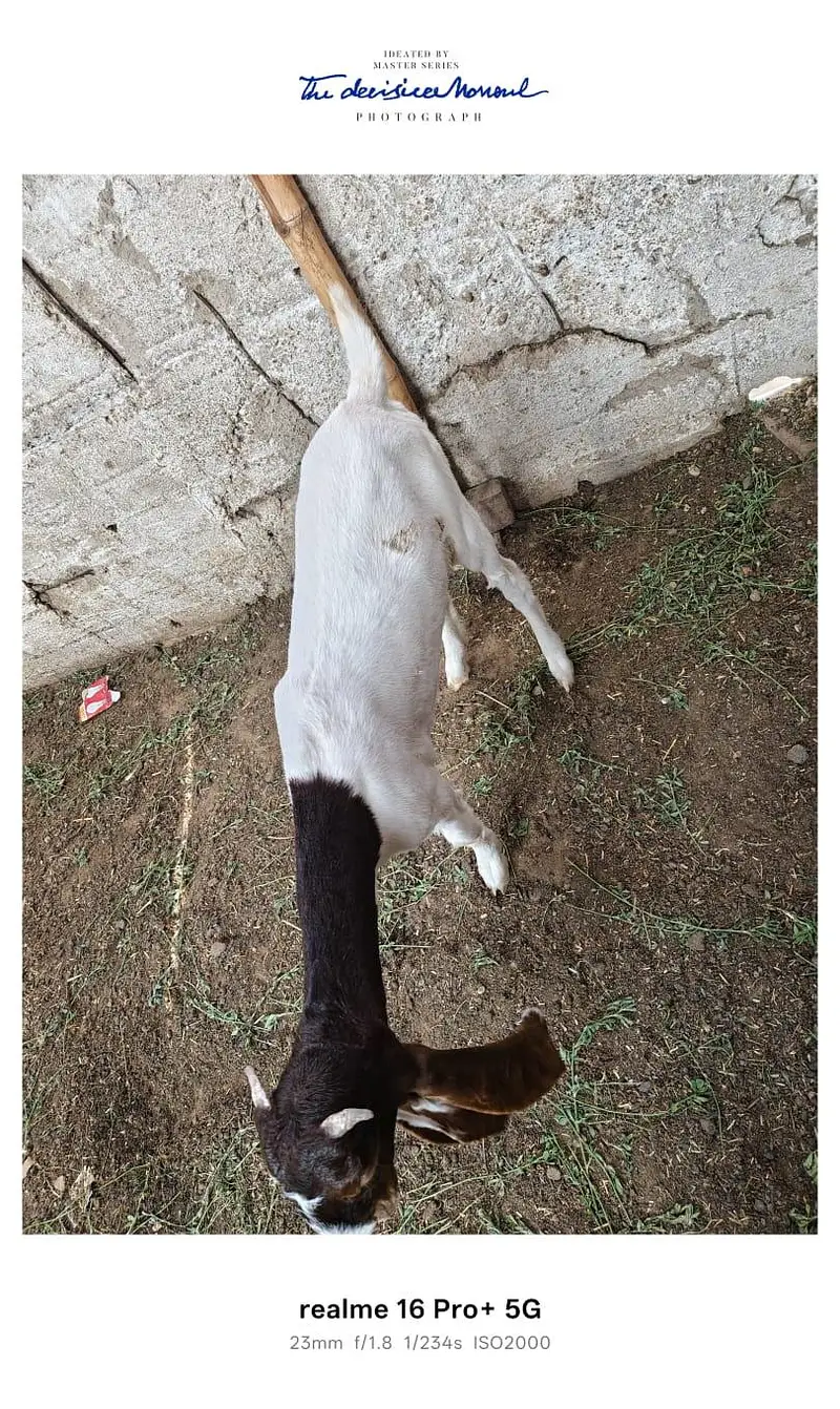 3 Goats for Sale – Bakra, Gaban Bakri & Bakha | Healthy Desi Breed — photo 4