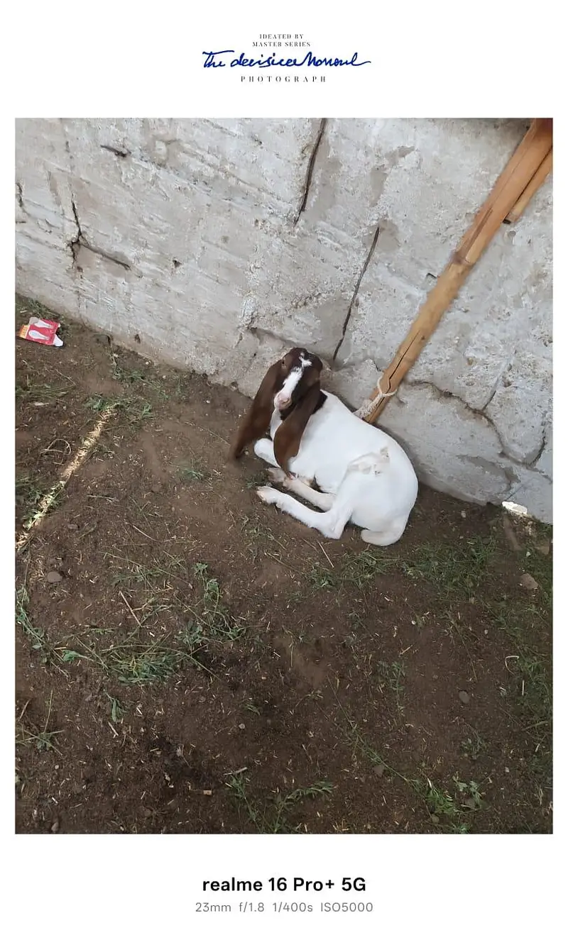3 Goats for Sale – Bakra, Gaban Bakri & Bakha | Healthy Desi Breed — photo 5