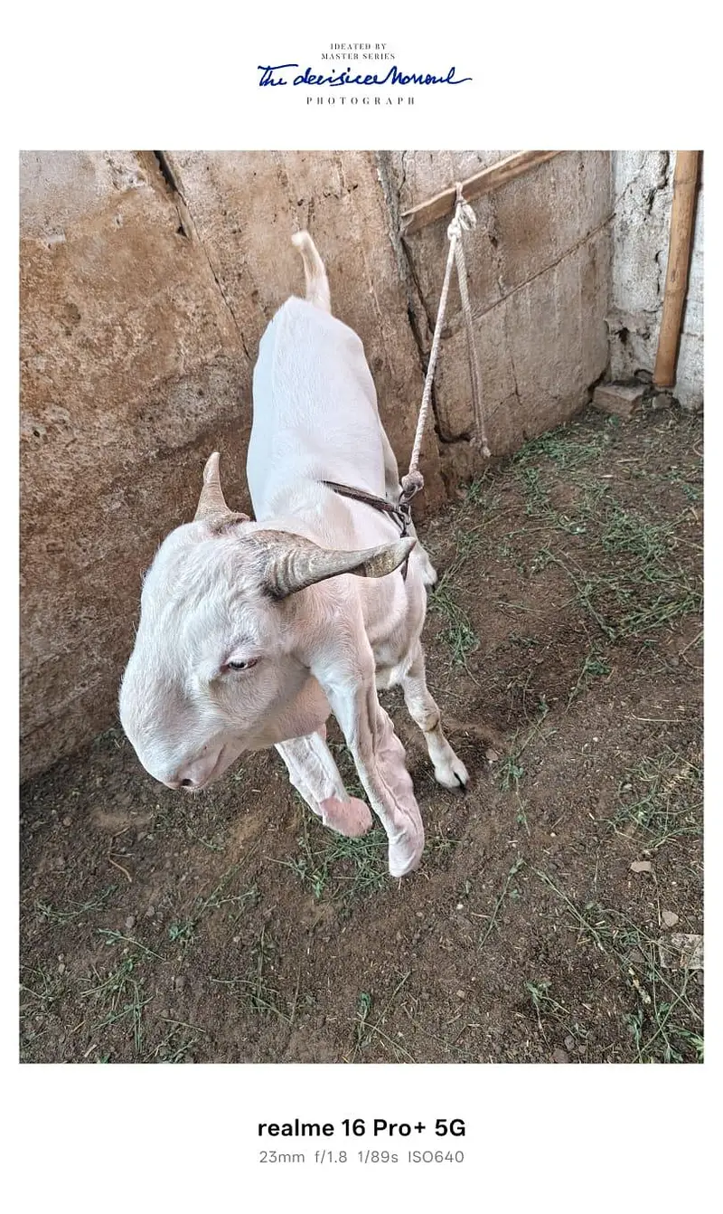 3 Goats for Sale – Bakra, Gaban Bakri & Bakha | Healthy Desi Breed — photo 6
