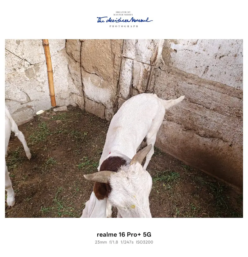 3 Goats for Sale – Bakra, Gaban Bakri & Bakha | Healthy Desi Breed — photo 7