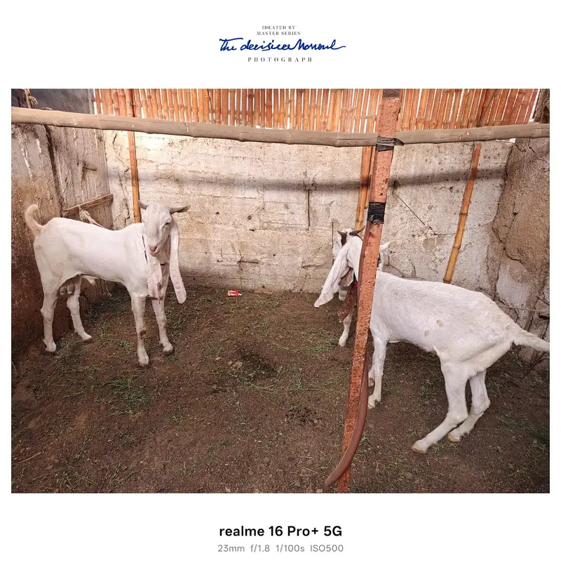 3 Goats for Sale – Bakra, Gaban Bakri & Bakha | Healthy Desi Breed — photo 8