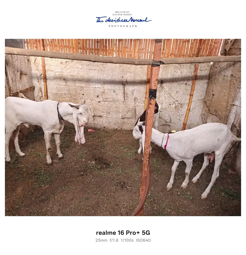 3 Goats for Sale – Bakra, Gaban Bakri & Bakha | Healthy Desi Breed — photo 9