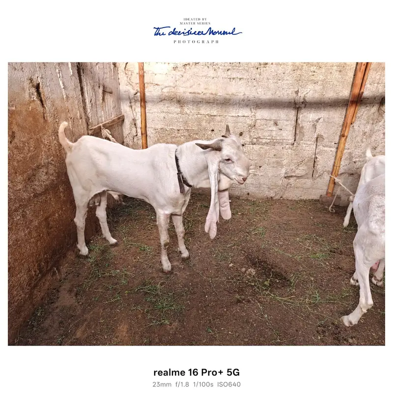 3 Goats for Sale – Bakra, Gaban Bakri & Bakha | Healthy Desi Breed — photo 10