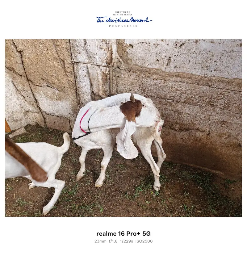 3 Goats for Sale – Bakra, Gaban Bakri & Bakha | Healthy Desi Breed — photo 11