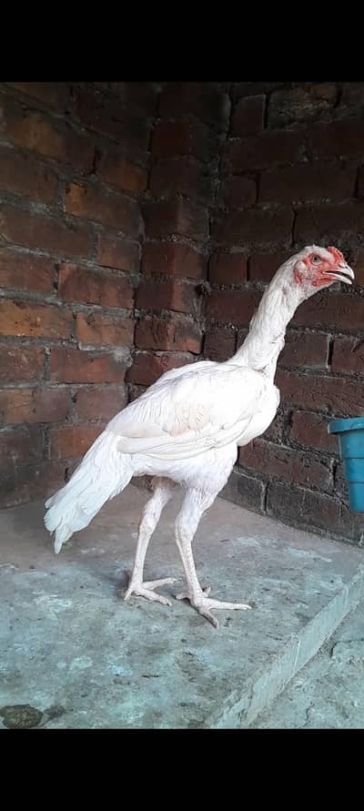 Hera aseel dragon aseel for sale