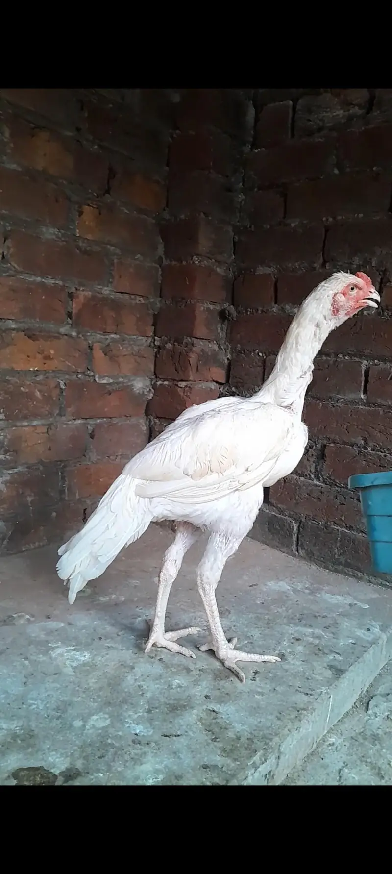 Hera aseel dragon aseel for sale — photo 2