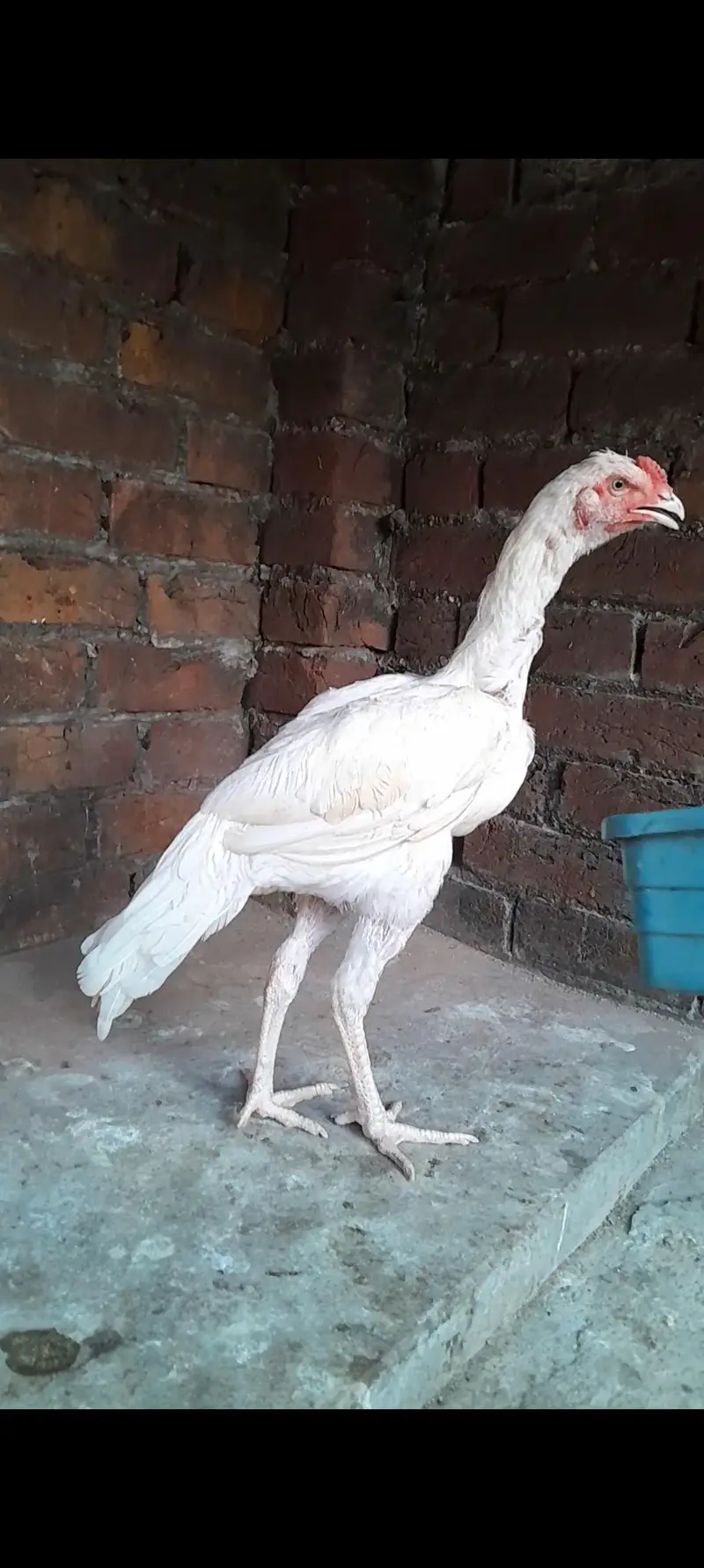 Hera aseel dragon aseel for sale — photo 3