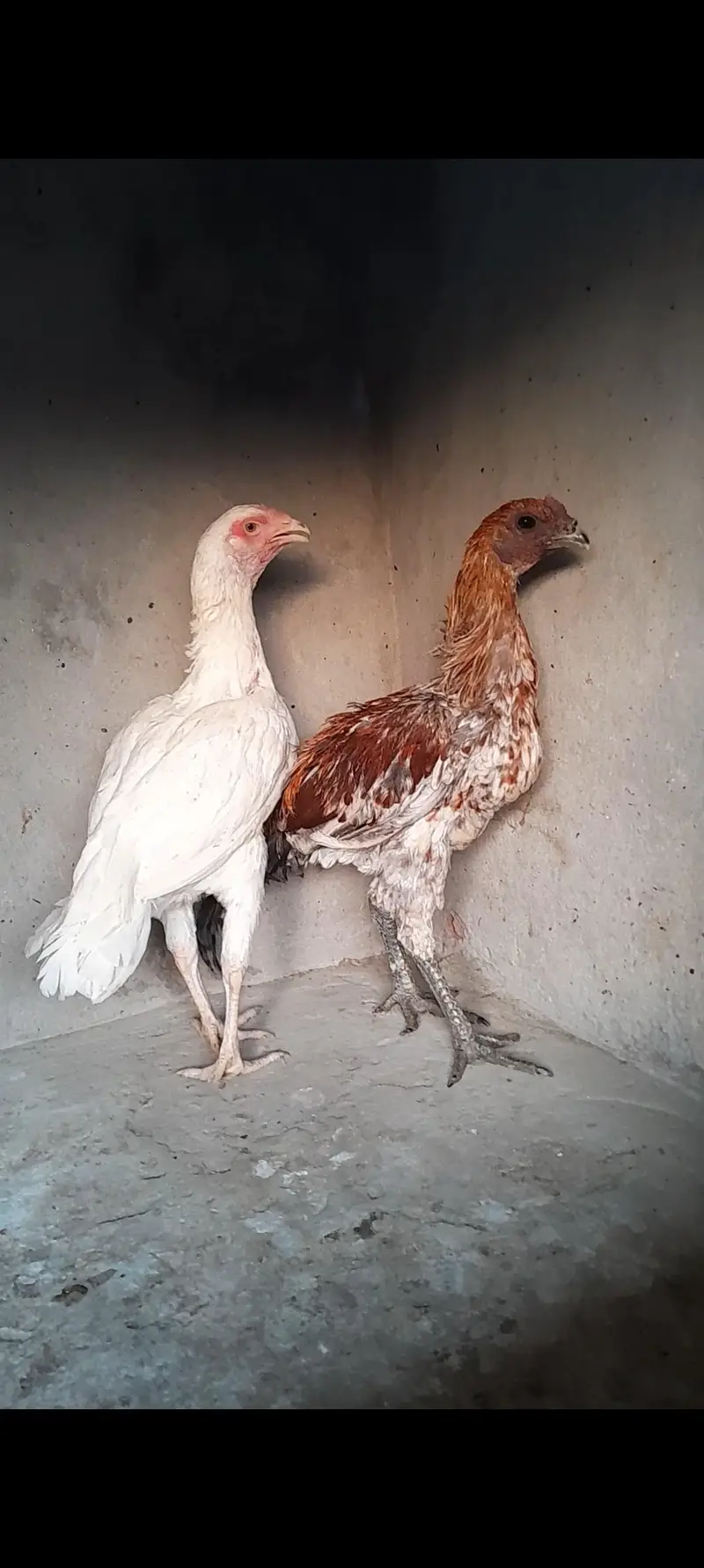 Hera aseel dragon aseel for sale — photo 10
