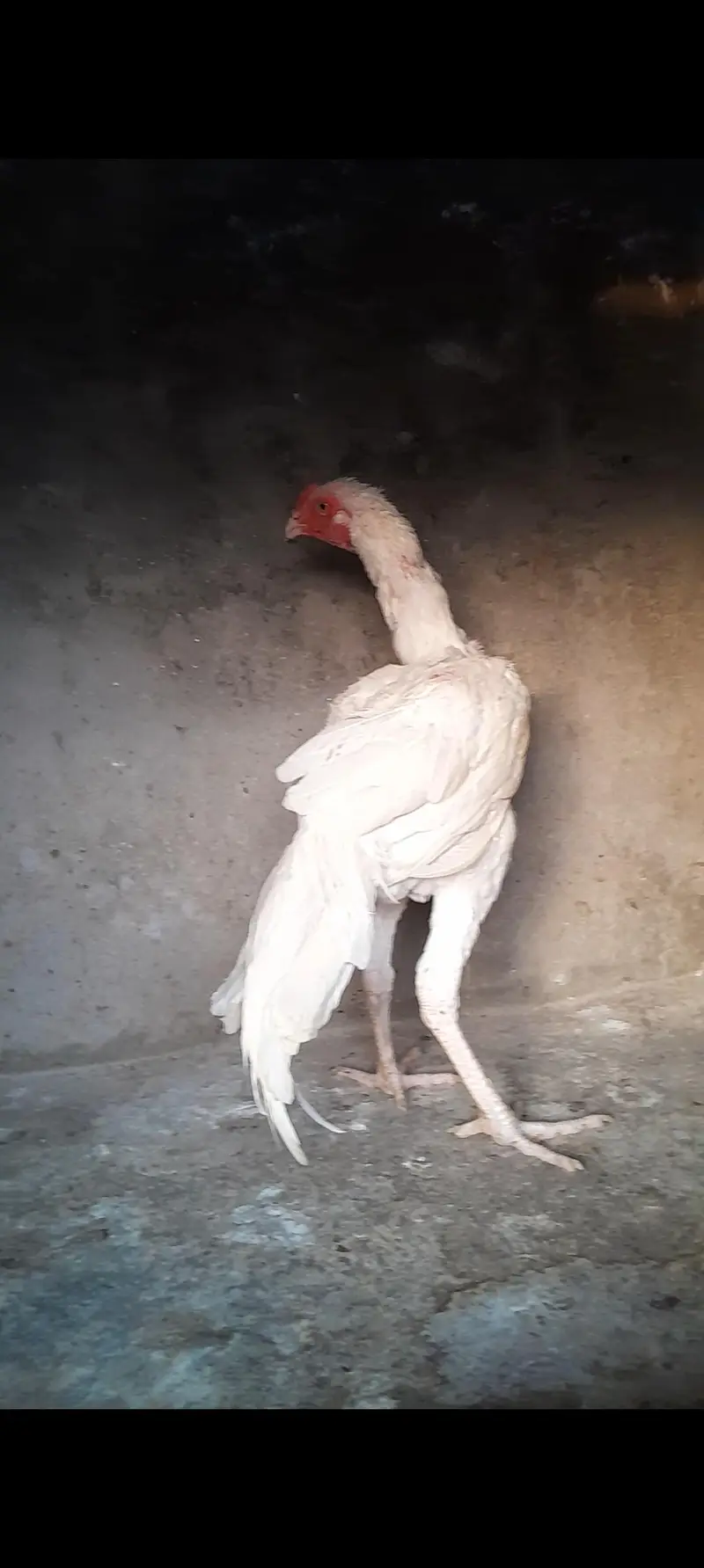 Hera aseel dragon aseel for sale — photo 12