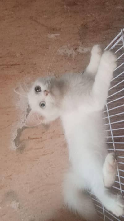 White PERSIAN CAT ODD EYES ONE BLUE ONE GOLDEN