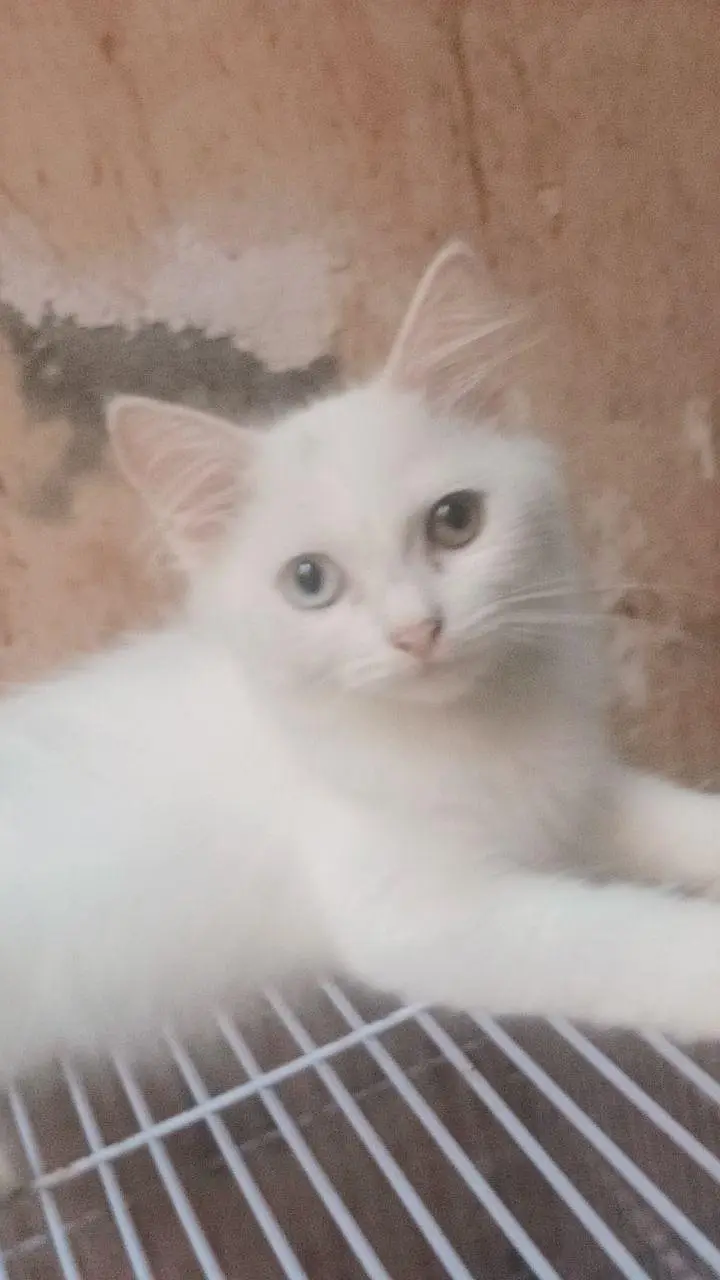 White PERSIAN CAT ODD EYES ONE BLUE ONE GOLDEN — photo 2