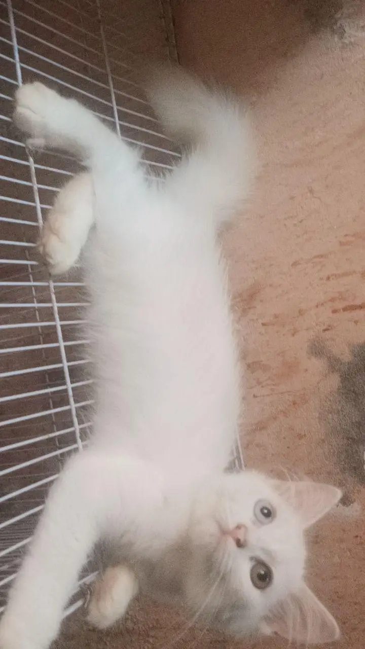 White PERSIAN CAT ODD EYES ONE BLUE ONE GOLDEN — photo 3