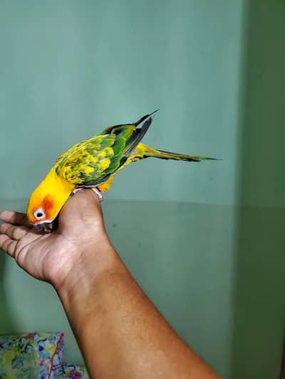 sun conore parrot male