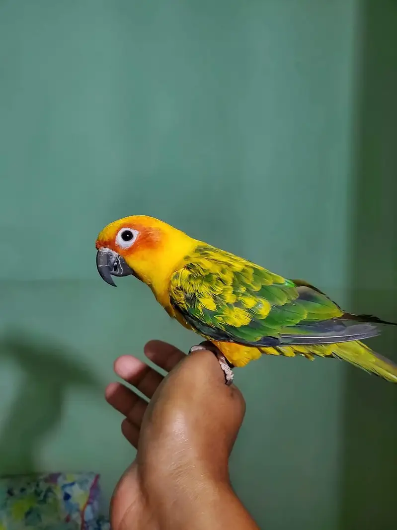 sun conore parrot male — photo 3
