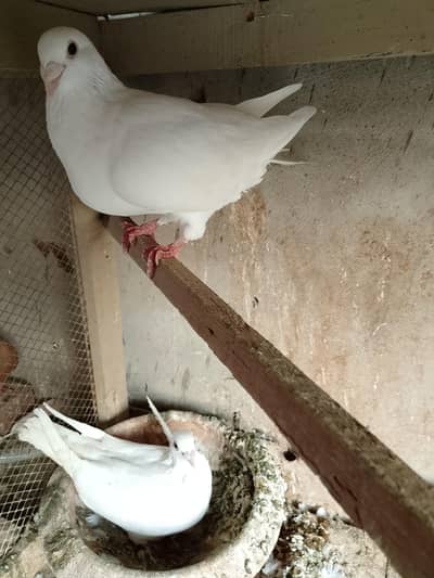 white pair