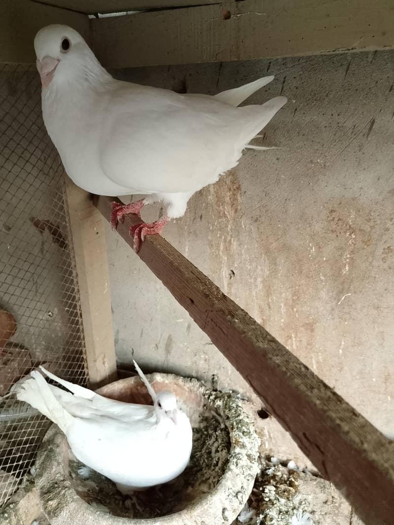white pair 0
