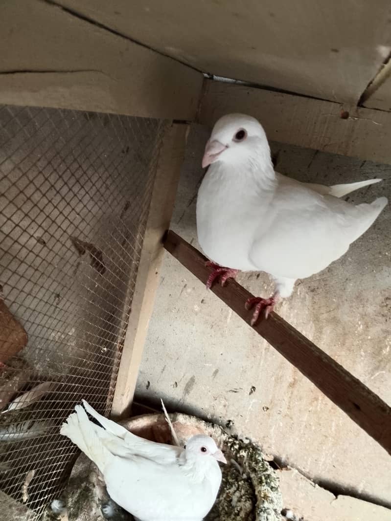 white pair 1