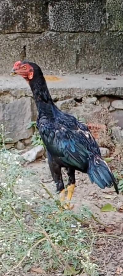 black aseel pair only what's up 03015458824