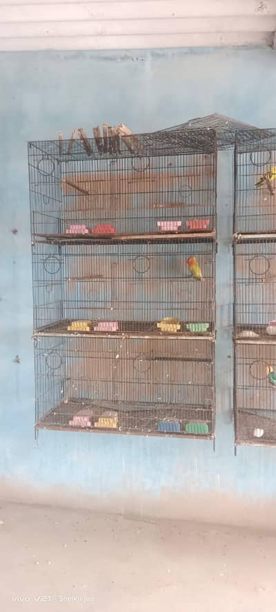 set up for sell budgie Love bird ringack cage