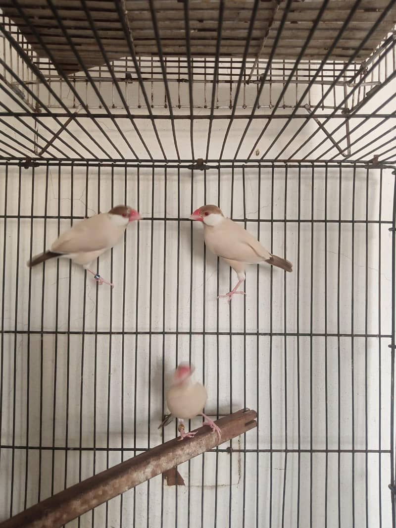 folding cage and 3 piece fawn java 1
