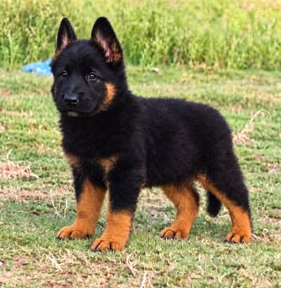 German shepherd Puppy | Long coat Female German shepherd Puppy | GSD
