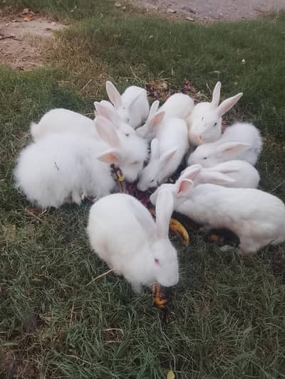 Rabbits for Sale