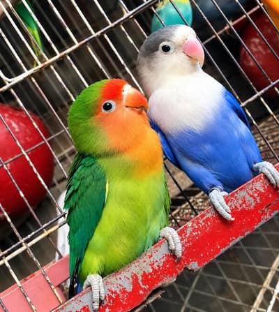 breeder pair confirm