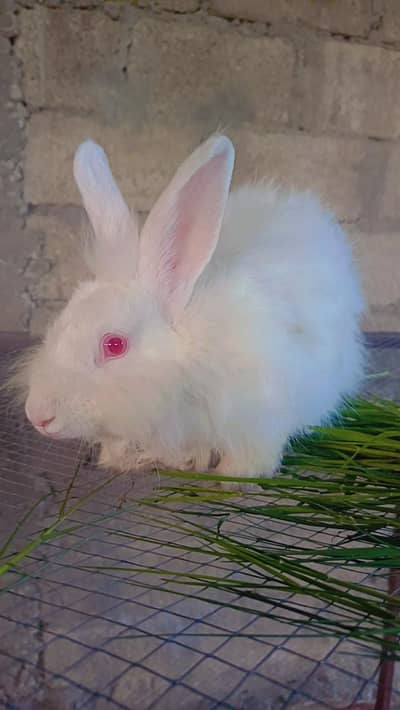 male and female available 03275563042