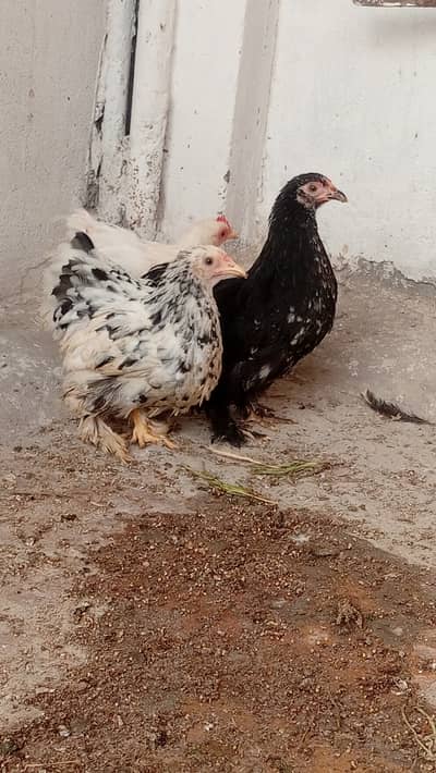 Molted Bantam Chickens
