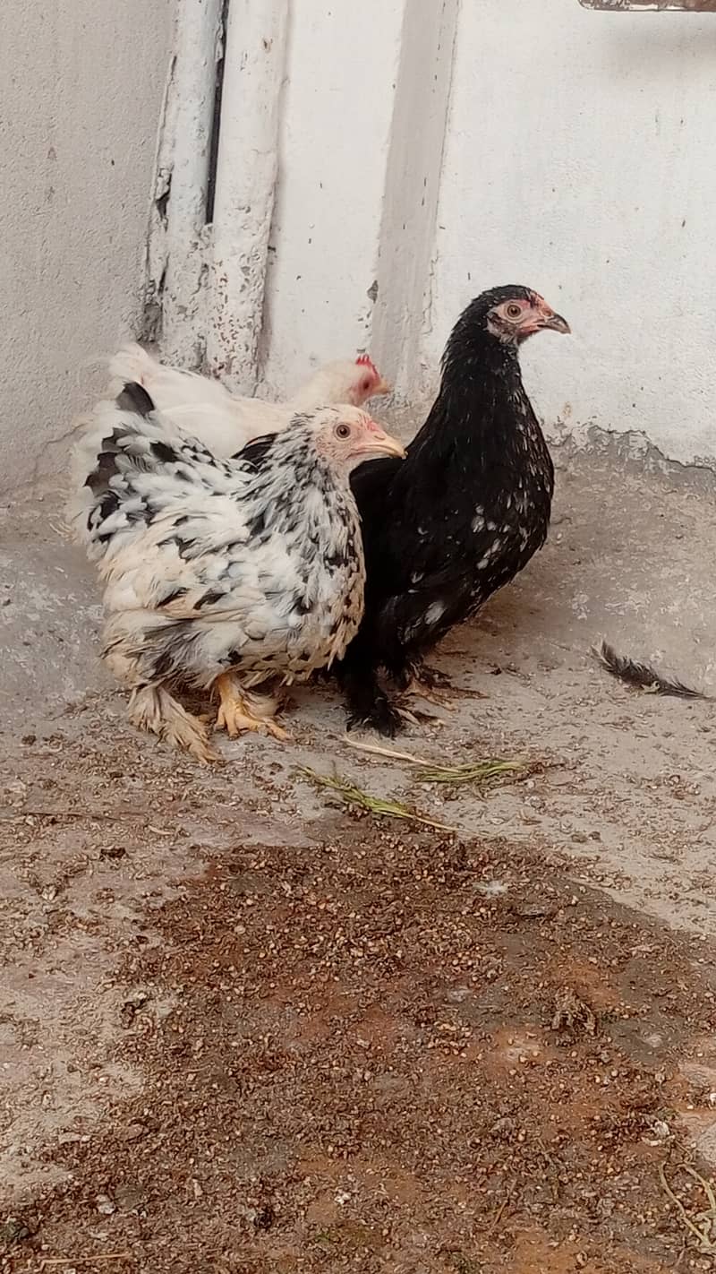 Molted Bantam Chickens 0