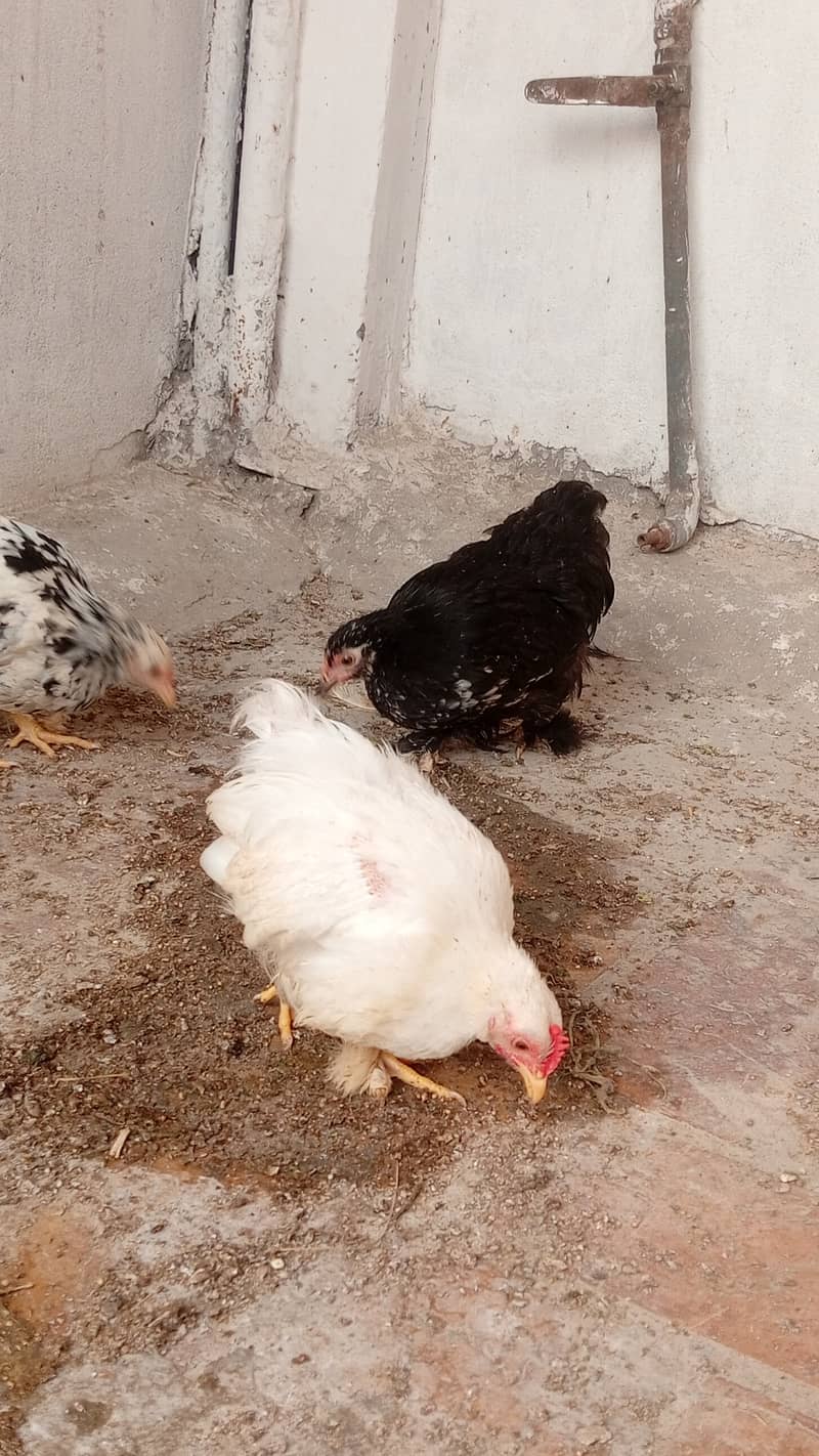 Molted Bantam Chickens 1