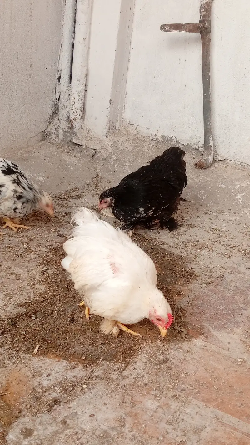 Molted Bantam Chickens — photo 2