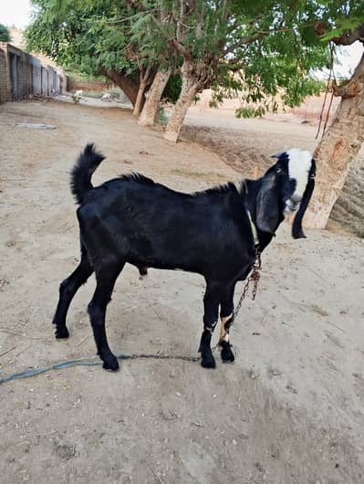 Desi Goat