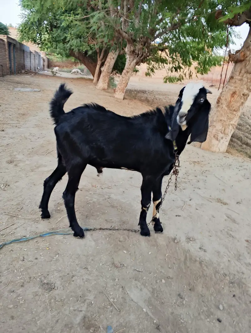 Desi Goat — photo 2