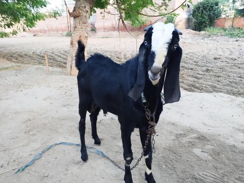 Desi Goat — photo 3
