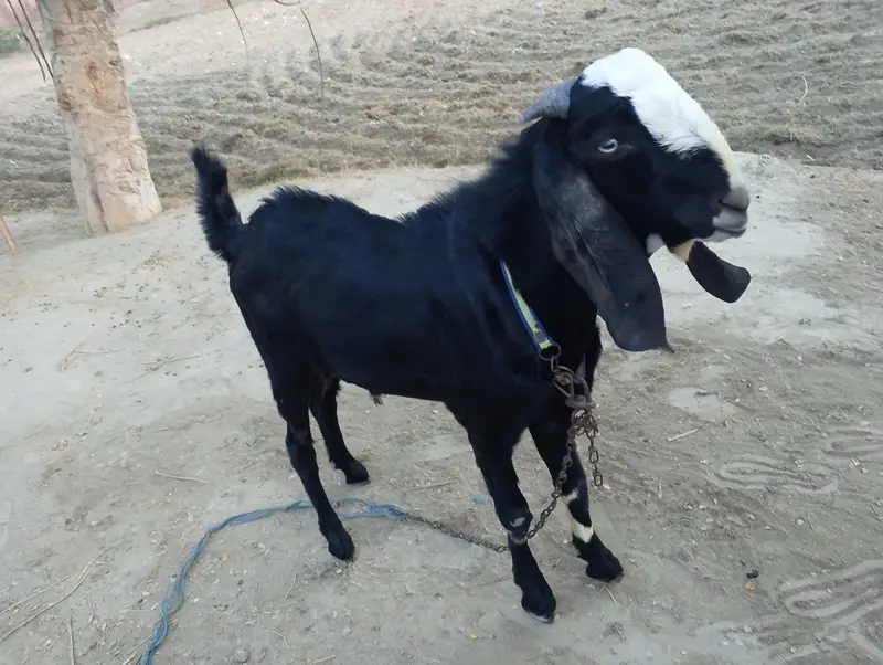 Desi Goat — photo 4