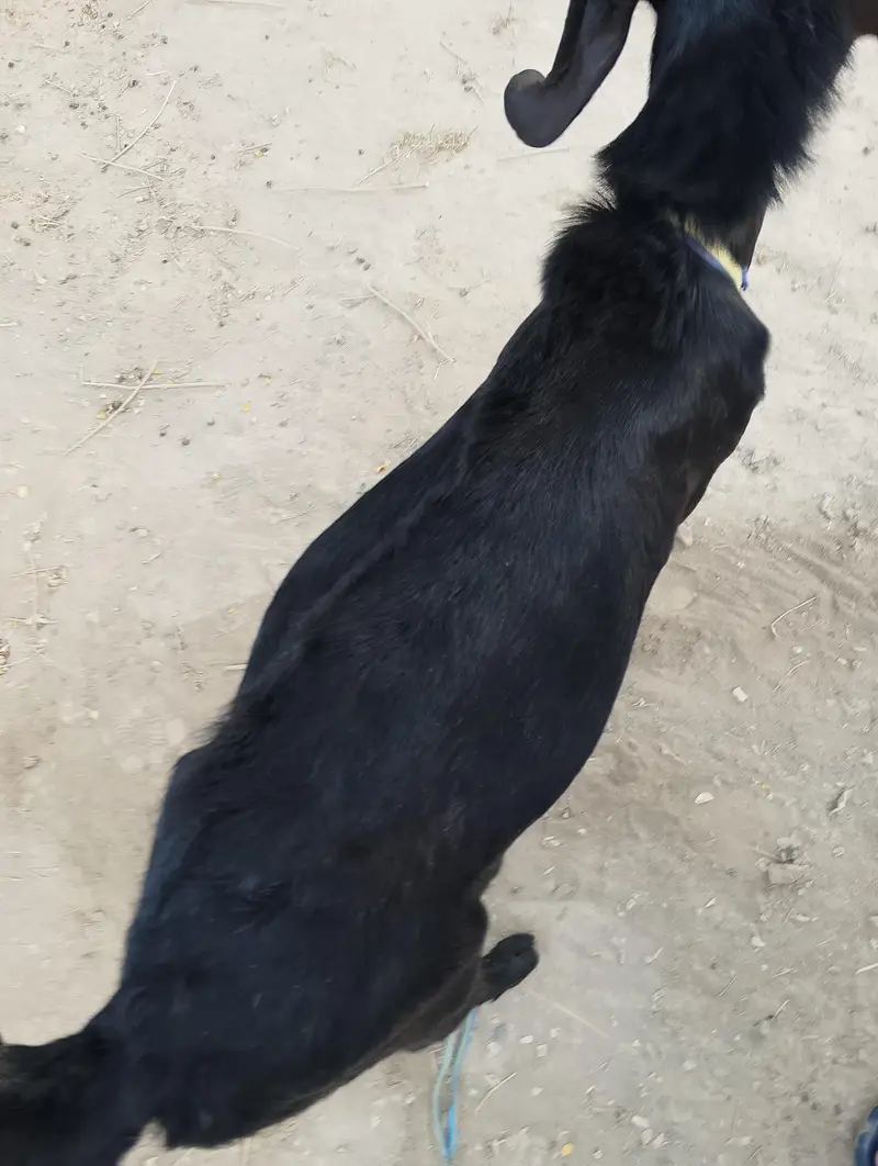 Desi Goat — photo 5