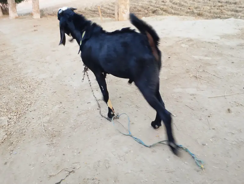 Desi Goat — photo 6