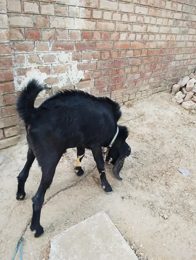 Desi Goat — photo 7