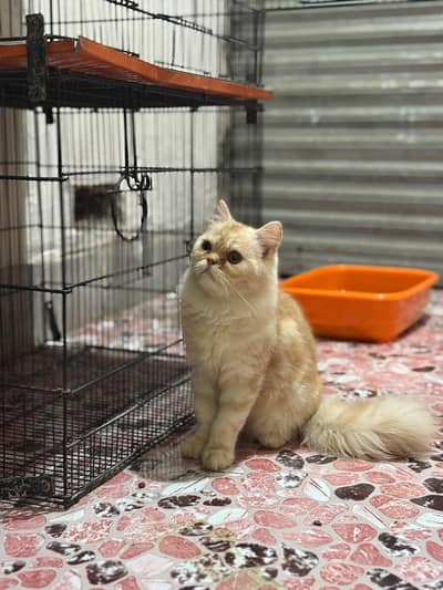 Persian triple coat