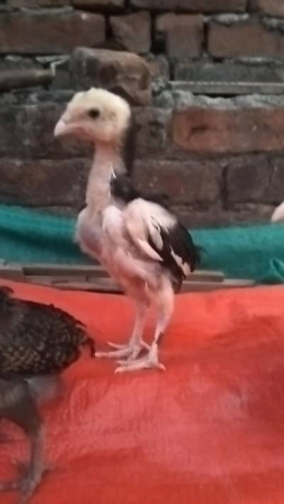 Aseel chicks