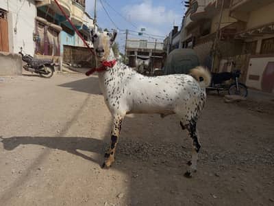 Barbari teddy for sale