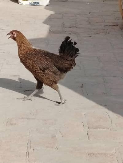 3desi  murgiya Ando wali
